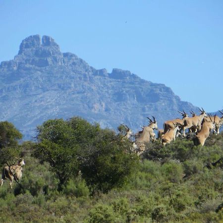 Rooiberg Wild Private Game Reserve Ladismith Εξωτερικό φωτογραφία