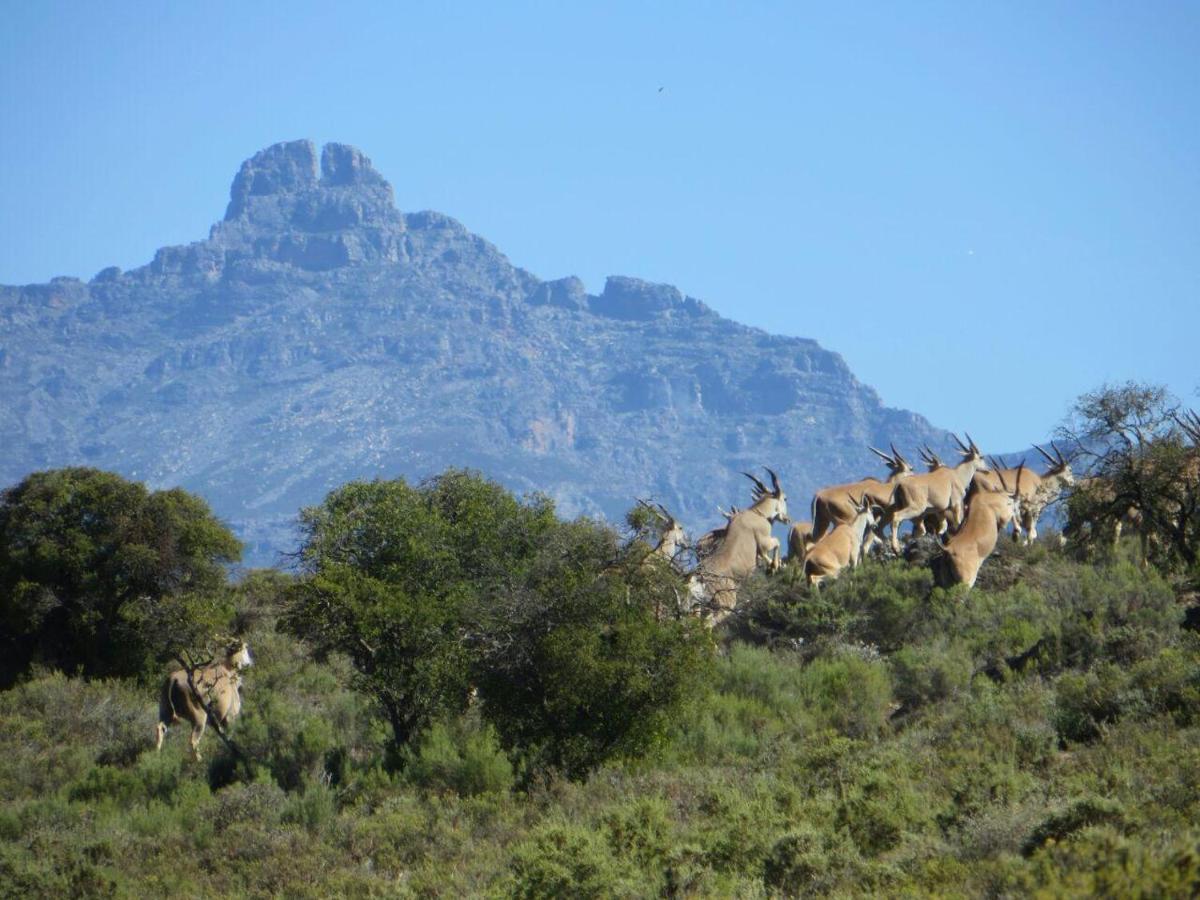 Rooiberg Wild Private Game Reserve Ladismith Εξωτερικό φωτογραφία