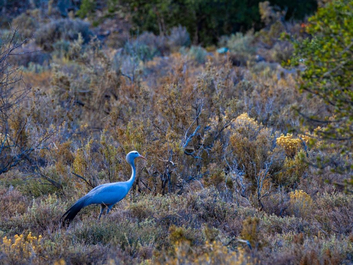 Rooiberg Wild Private Game Reserve Ladismith Εξωτερικό φωτογραφία