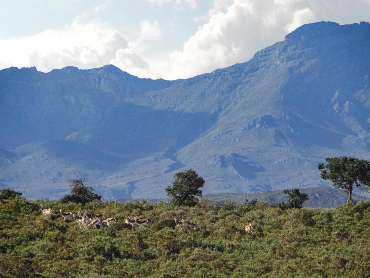 Rooiberg Wild Private Game Reserve Ladismith Εξωτερικό φωτογραφία