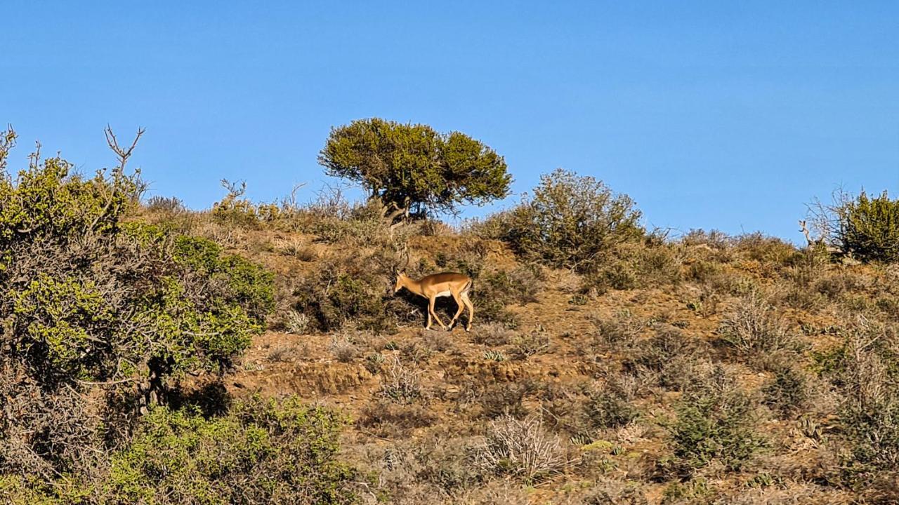 Rooiberg Wild Private Game Reserve Ladismith Εξωτερικό φωτογραφία