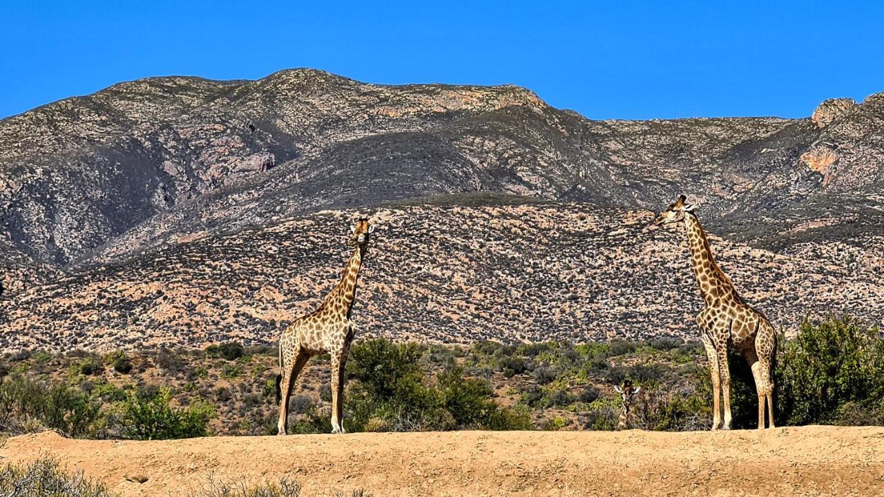 Rooiberg Wild Private Game Reserve Ladismith Εξωτερικό φωτογραφία
