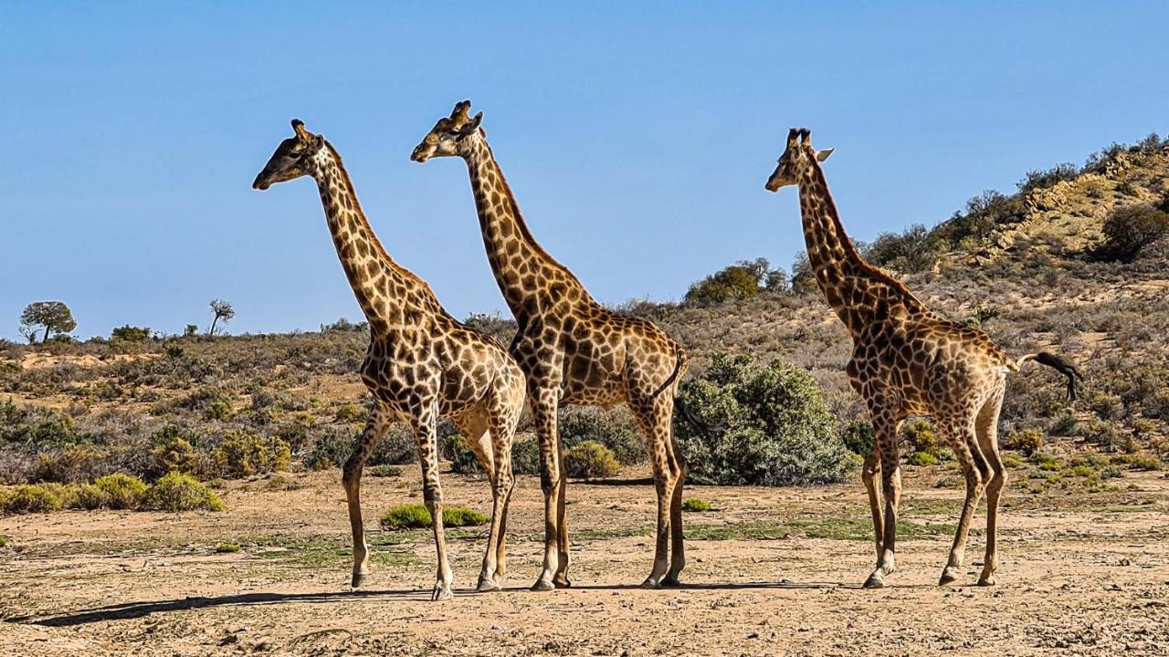 Rooiberg Wild Private Game Reserve Ladismith Εξωτερικό φωτογραφία