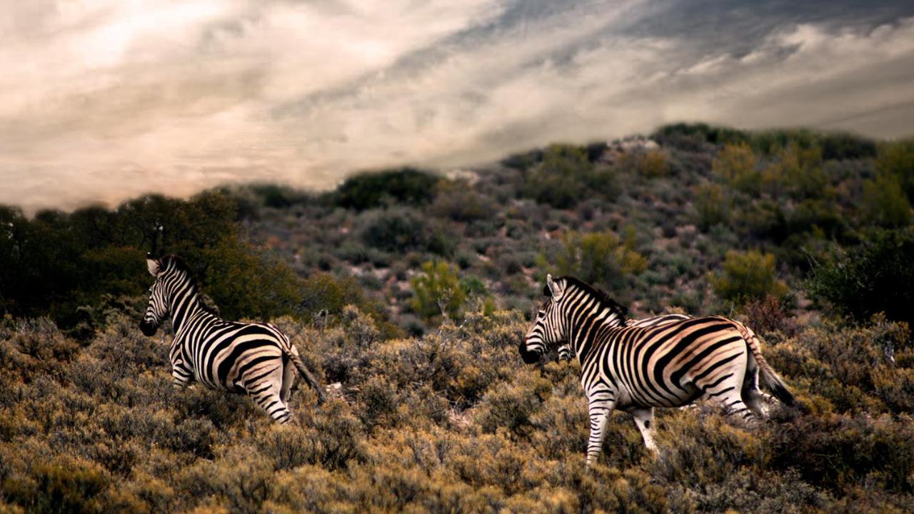 Rooiberg Wild Private Game Reserve Ladismith Εξωτερικό φωτογραφία